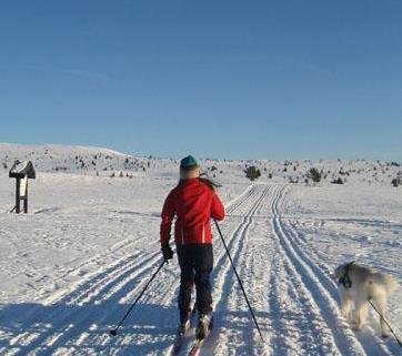 Ung skiløper i fint driv og hund går ved siden av - Klikk for stort bilete